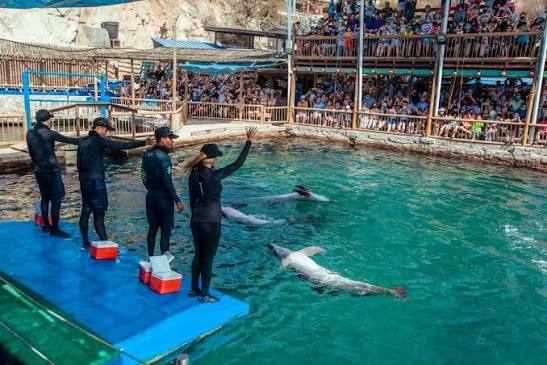 VIP Acuario y Playa Blanca