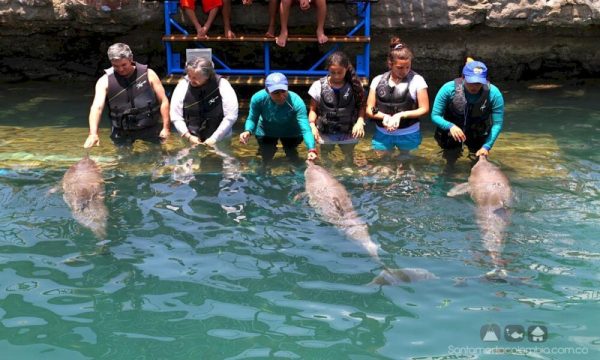 Nado con Delfines 15 Minutos